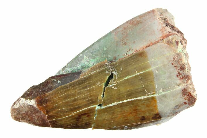 Bargain, Fossil Phytosaur (Redondasaurus) Tooth - New Mexico #284269